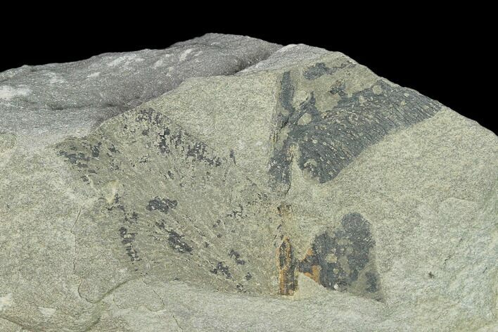 Pennsylvanian Fossil Fern (Macroneuropteris?) Plate - Kentucky #136793